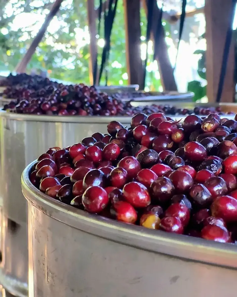 Costa Rica San Francisco Natural Anaerobic