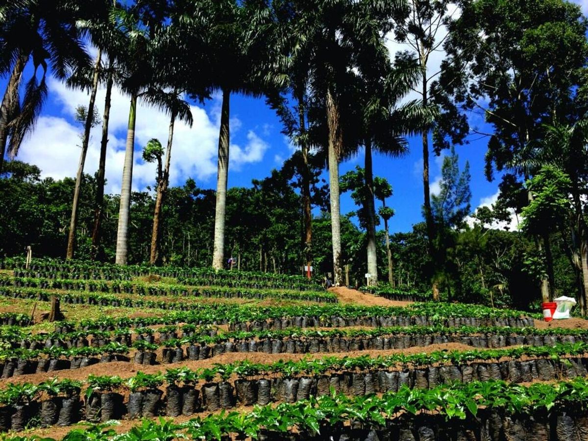 Nicaragua El Limoncillo