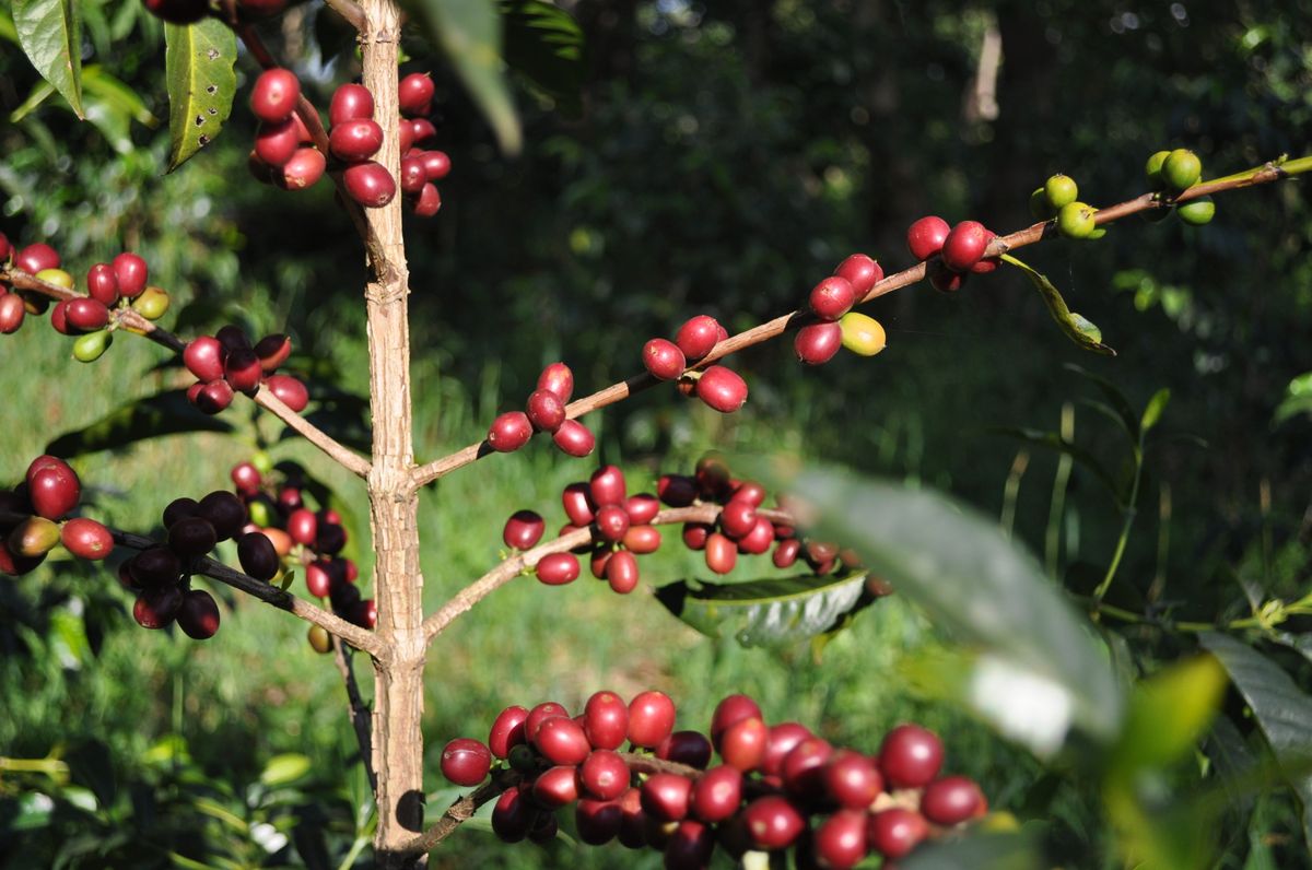Etiopia Guji Tero Farm Økologisk