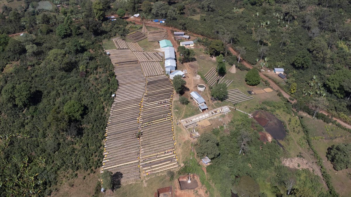 Etiopia Magarissa Reripa #2