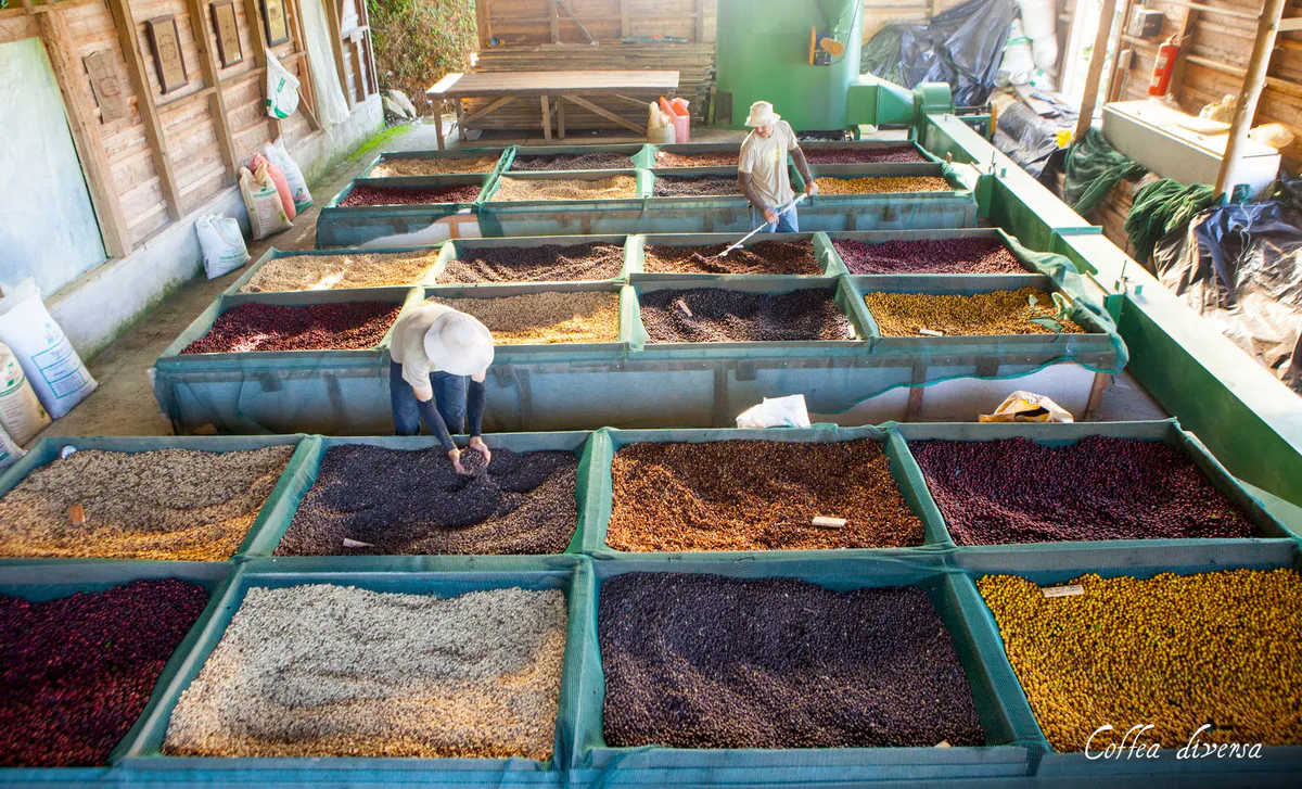 Guatemala Coffea Diversa Bourbon Rey